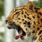 A young leopard says 'Hi!'