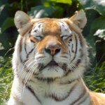 Zia the Tiger
